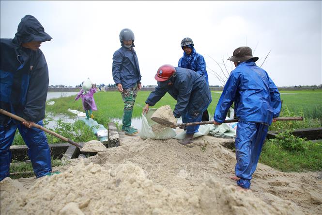 Người dân xã Hải Quế, huyện Hải Lăng chuẩn bị bao tải cát để đắp đê ngăn nước lũ, cứu lúa. Ảnh: Thanh Thủy-TTXVN