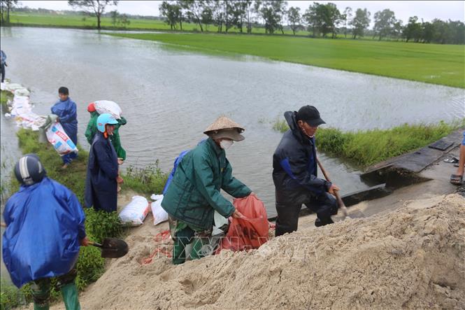 Người dân xã Hải quế, huyện Hải Lăng dầm mưa đắp đê để bảo vệ diện tích lúa đang kì trổ bông. Ảnh: Thanh Thủy-TTXVN