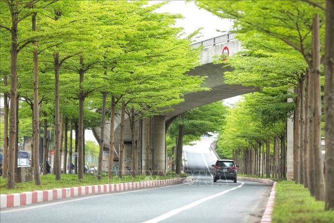 Cung đường đẹp thơ mộng khi hai bên trồng những cây bàng lá nhỏ xanh mướt, thẳng tắp. Ảnh: Minh Quyết - TTXVN