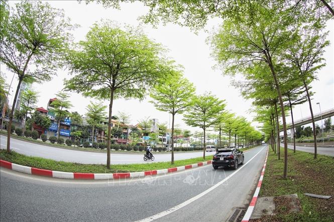 Nhiều hàng cây bàng lá nhỏ thẳng tắp đồng loạt 