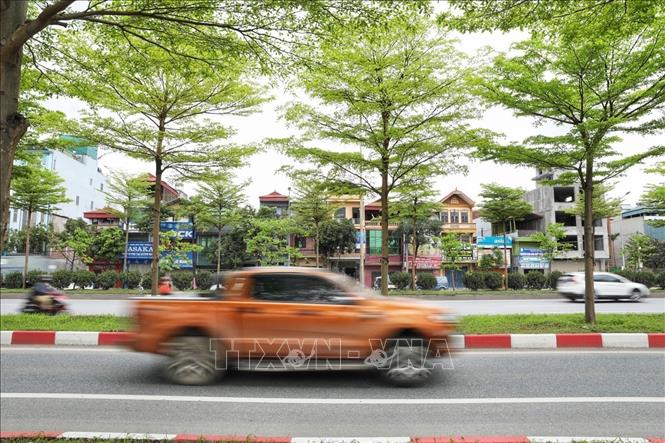 Giống bàng lá nhỏ mới được trồng tại Hà Nội từ vài năm gần đây, đem đến hình ảnh mới lạ cho nhiều tuyến đường của thành phố, trong đó khá nhiều tại tuyến đường lối lên cao tốc Hà Nội - Bắc Giang. Ảnh: Minh Quyết - TTXVN