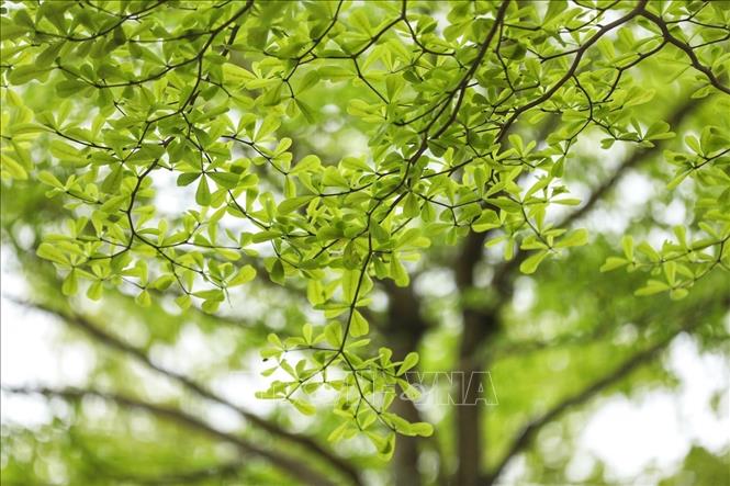Bàng lá nhỏ có tán lá đẹp, xanh mướt sau mùa thay lá. Ảnh: Minh Quyết - TTXVN