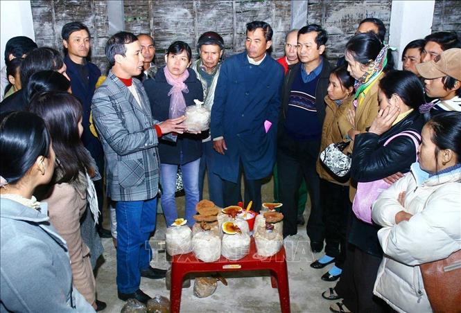 Tổ chức RENEW và Viện Humpty Dumpty Institute (tổ chức phi Chính phủ tại Mỹ) tổ chức lớp tập huấn, chuyển giao công nghệ trồng nấm linh chi cho gia đình có nạn nhân bị ảnh hưởng bom, mìn trên địa bàn huyện Cam Lộ, tỉnh Quảng Trị (2/2012). Ảnh: Hồ Cầu - TTXVN