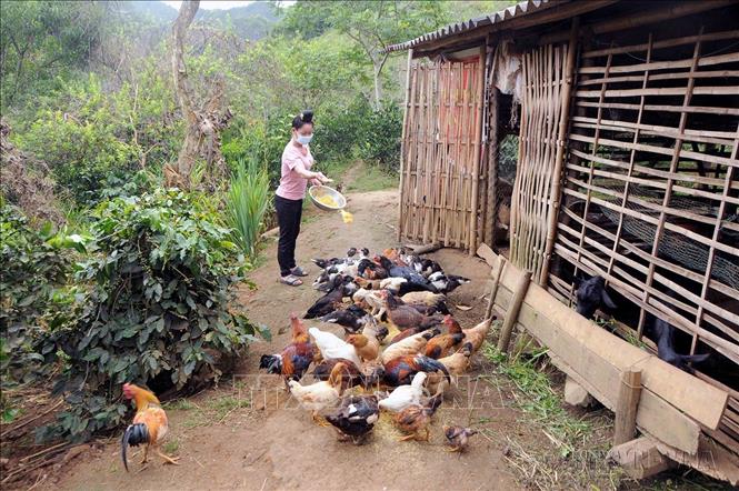 Hội Liên hiệp Phụ nữ các cấp trong toàn tỉnh Sơn La hỗ trợ thành lập 18 hợp tác xã do phụ nữ làm chủ; 679 mô hình sinh kế cho phụ nữ nghèo, cận nghèo tại xã biên giới, các xã đặc biệt khó khăn. Ảnh: Quang Quyết - TTXVN