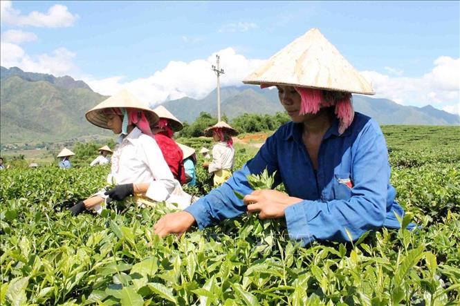Nhiều hộ dân ở huyện Tân Uyên, tỉnh Lai Châu thoát nghèo và vươn lên làm giàu nhờ cây chè. Ảnh: Công Tuyên - TTXVN