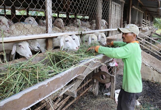 Người dân ở xã Phước Trung (huyện Bác Ái, Ninh Thuận) phát triển chăn nuôi cừu vỗ béo để thoát nghèo. Ảnh: Nguyễn Thành – TTXVN