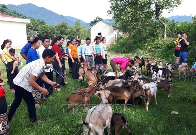 Hội Liên hiệp Phụ nữ tỉnh Thanh Hóa trao hỗ trợ dê giống cho hộ gia đình hội viên, phụ nữ nghèo dân tộc thiểu số là thành viên Tổ hợp tác chăn nuôi dê sinh sản, giúp các thành viên trong tổ hợp tác thoát nghèo bền vững. Ảnh: Khiếu Tư - TTXVN