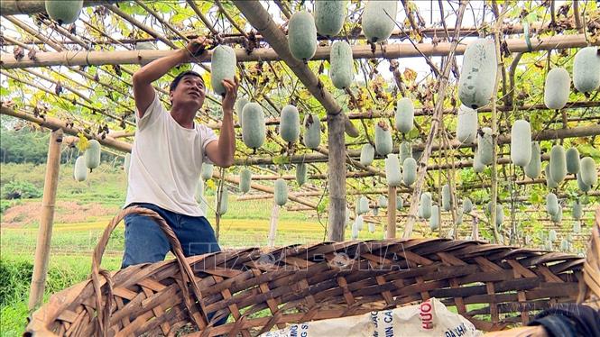 Trồng bí xanh năng suất cao, mang lại hiệu quả kinh tế, giúp nhiều hộ dân huyện Ba Bể (tỉnh Bắc Kạn) thoát nghèo. Ảnh: Bùi Đức Hiếu - TTXVN