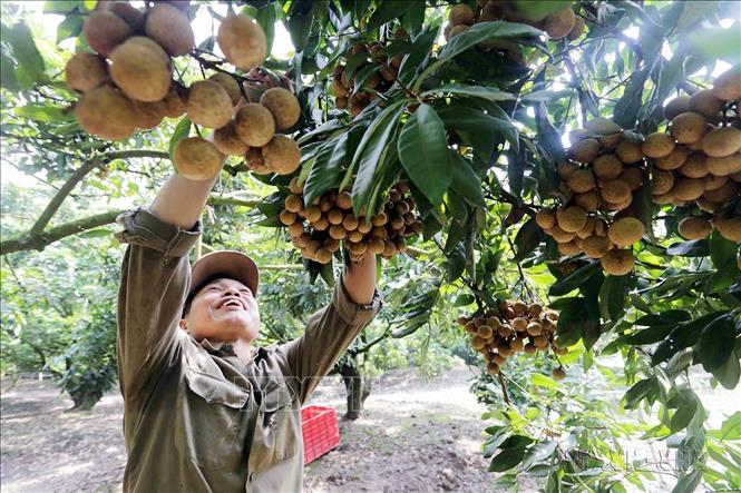 Chính sách tín dụng ưu đãi của Ngân hàng Chính sách xã hội tỉnh Hưng Yên đã giúp hàng chục ngàn hộ có cơ hội thoát nghèo bền vững. Ảnh: Trần Việt - TTXVN