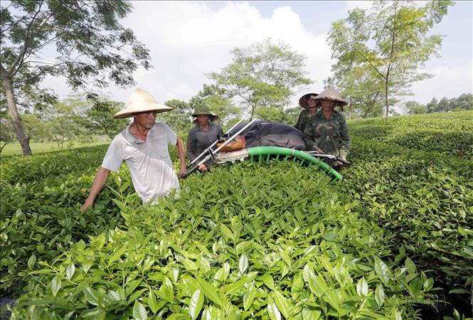 Gia đình anh Trần Văn Trúc, dân tộc Cao Lan, ở xã Nhữ Hán, huyện Yên Sơn (Tuyên Quang) được vay 30 triệu đồng từ Chương trình cho vay hộ cận nghèo để cải tạo đồi trồng chè, cho hiệu quả kinh tế. Ảnh: Trần Việt - TTXVN