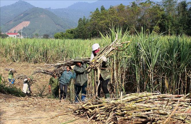 Trồng mía nguyên liệu cung cấp cho Công ty mía đường Sơn Dương theo cơ chế bao tiêu sản phẩm, giúp hàng nghìn hộ dân huyện Sơn Dương, tỉnh Tuyên Quang có nguồn thu ổn định để thoát nghèo. Ảnh: Văn Tý-TTXVN