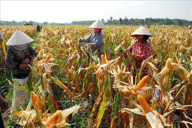 Cây ngô là loại cây phát triển kinh tế, giúp người dân xã Phước Hiệp, huyện Củ Chi, TP. Hồ Chí Minh tăng thu nhập, giảm nghèo, tăng hộ khá, góp phần cùng địa phương xây dựng xã nông thôn mới. Ảnh: Mạnh Linh-TTXVN