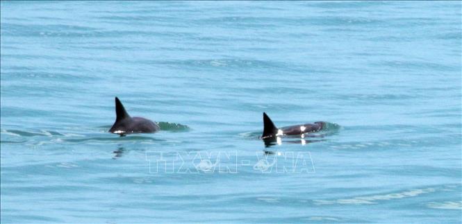 Trong ảnh: Hai cá thể cá heo vaquita tại vùng Vịnh California, Mexico. Ảnh: AFP/TTXVN