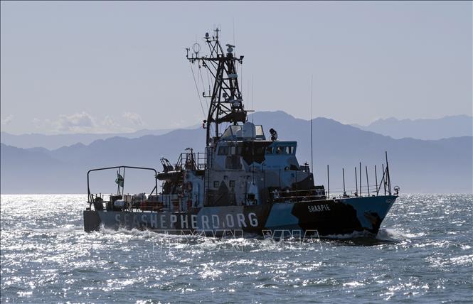 Trong ảnh: Tàu của tổ chức môi trường Sea Shepherd giám sát vùng biển San Felipe, Vịnh California, Mexico nhằm bảo vệ loài cá heo vaquita sắp tuyệt chủng, ngày 30/3/2022. Ảnh: AFP/TTXVN