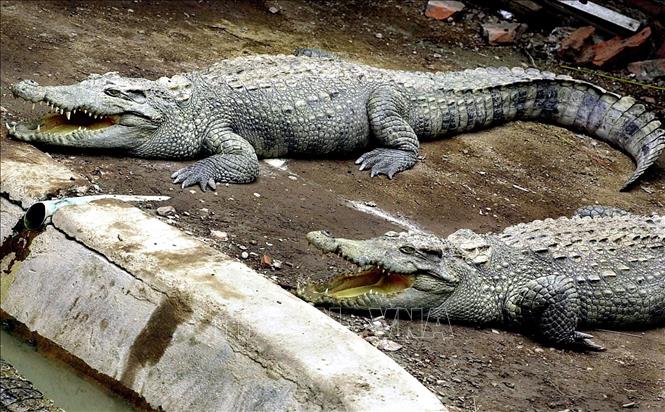Trong ảnh (tư liệu): Cá sấu tại một trang trại ở Phnom Penh, Campuchia, ngày 27/4/2001. Ảnh: AFP/ TTXVN