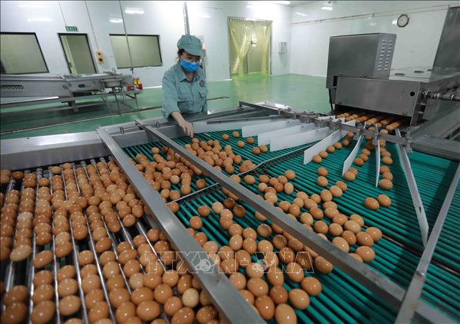 Dây chuyền chế biến trứng gà ăn liền tại nhà máy của Tập đoàn DABACO. Ảnh: Vũ Sinh - TTXVN