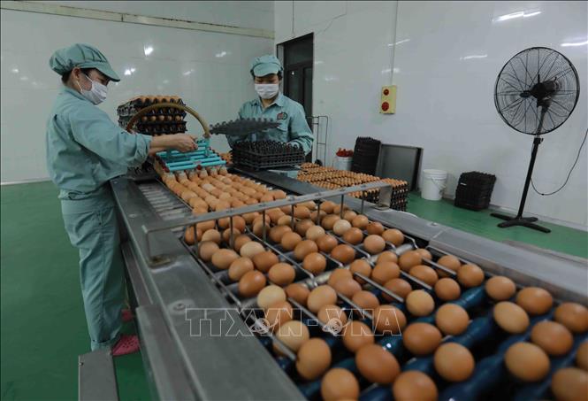 Đưa trứng gà nguyên liệu vào chế biến tại nhà máy của Tập đoàn DABACO. Ảnh: Vũ Sinh - TTXVN