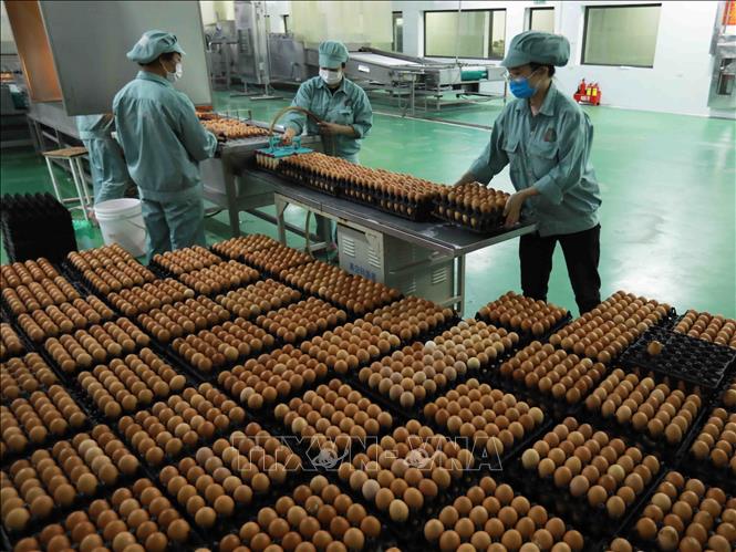 Đưa trứng gà nguyên liệu vào chế biến tại nhà máy của Tập đoàn DABACO. Ảnh: Vũ Sinh - TTXVN
