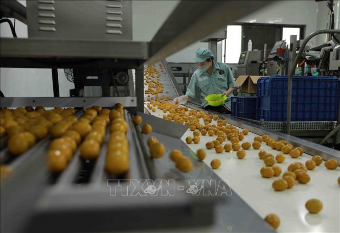 Dây chuyền chế biến trứng gà ăn liền tại nhà máy của Tập đoàn DABACO. Ảnh: Vũ Sinh - TTXVN