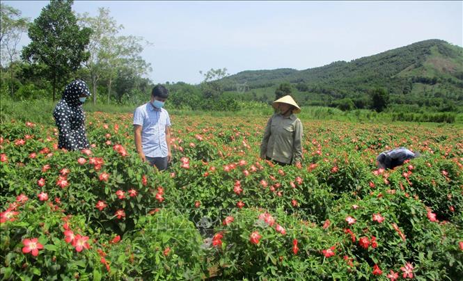 Trong ảnh: Cán bộ UBND huyện Vĩnh Lộc cùng người dân kiểm tra độ sinh trưởng của cây sâm Báo. Ảnh: Nguyễn Nam-TTXVN