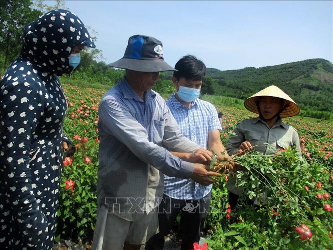 Trong ảnh: Cán bộ UBND huyện Vĩnh Lộc cùng người dân kiểm tra độ sinh trưởng của cây sâm Báo. Ảnh: Nguyễn Nam-TTXVN