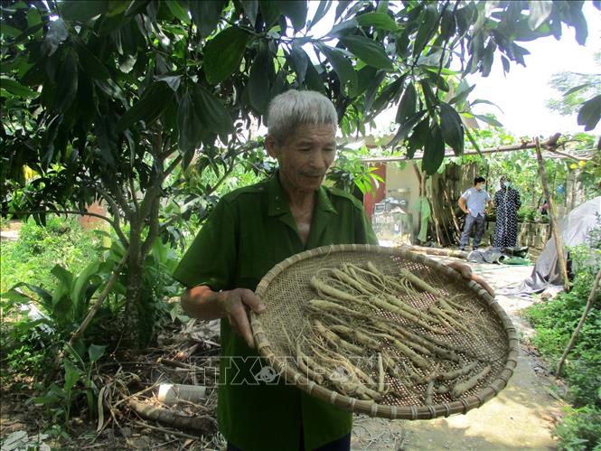 Trong ảnh: Củ cây sâm Báo đem lại thu nhập cao cho người dân xã Vĩnh Hùng. Ảnh: Nguyễn Nam-TTXVN