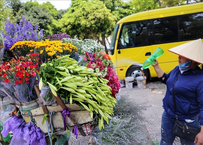 Tưới nước liên tục cho hoa loa kèn. Ảnh: Tuấn Đức - TTXVN