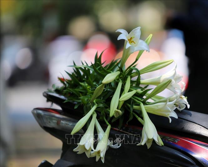 Vẻ đẹp tinh khiết của những đoá loa kèn. Ảnh: Tuấn Đức - TTXVN