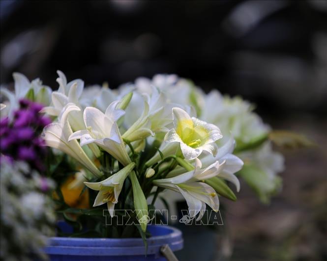 Vẻ đẹp tinh khiết của những đoá loa kèn. Ảnh: Tuấn Đức - TTXVN