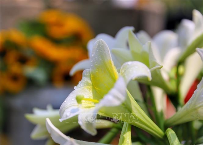 Vẻ đẹp tinh khiết của những đoá loa kèn. Ảnh: Tuấn Đức - TTXVN