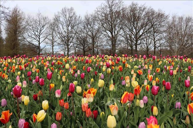 Mỗi năm vườn hoa Keukenhof trồng hơn 7 triệu củ hoa, trong đo 800 loài hoa tulip. Ảnh: Hương Giang - PV TTXVN tại châu Âu