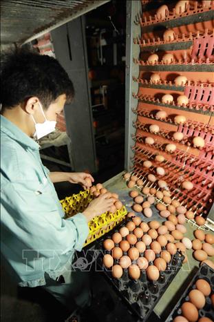 Trang trại chăn nuôi gà đẻ trứng thuộc Công ty TNHH Đầu tư và Phát triển chăn nuôi gia công ở xã Lạc Vệ, huyện Tiên Du, tỉnh Bắc Ninh, thu hoạch khoảng 12 triệu quả trứng gà các loại trong quý 1 năm 2022, đạt doanh thu hơn 70 tỷ đồng. Ảnh: Vũ Sinh – TTXVN