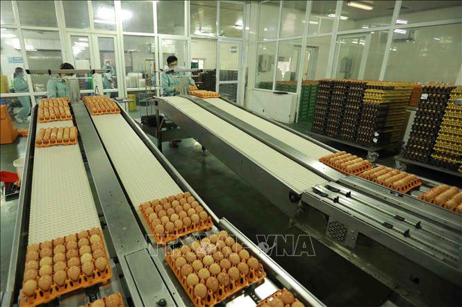 Trang trại chăn nuôi gà đẻ trứng thuộc Công ty TNHH Đầu tư và Phát triển chăn nuôi gia công ở xã Lạc Vệ, huyện Tiên Du, tỉnh Bắc Ninh, thu hoạch hơn 12 triệu quả trứng gà các loại trong quý 1 năm 2022, đạt doanh thu hơn 70 tỷ đồng. Ảnh: Vũ Sinh – TTXVN