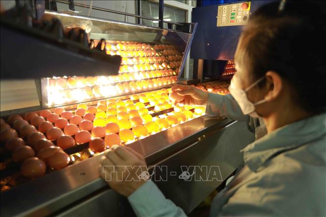 Kiểm tra chất lượng sản phẩm trứng gà bằng tia UV trên dây chuyền sơ chế tại nhà máy của Công ty. Ảnh: Vũ Sinh - TTXVN