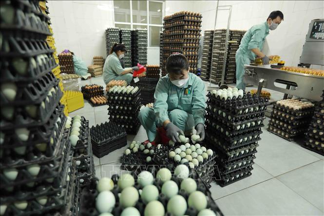 Trang trại chăn nuôi gà đẻ trứng thuộc Công ty TNHH Đầu tư và Phát triển chăn nuôi gia công ở xã Lạc Vệ, huyện Tiên Du, tỉnh Bắc Ninh, tạo việc làm cho 150 lao động với mức thu nhập từ 8-12 triệu đồng/người/tháng. Ảnh: Vũ Sinh – TTXVN