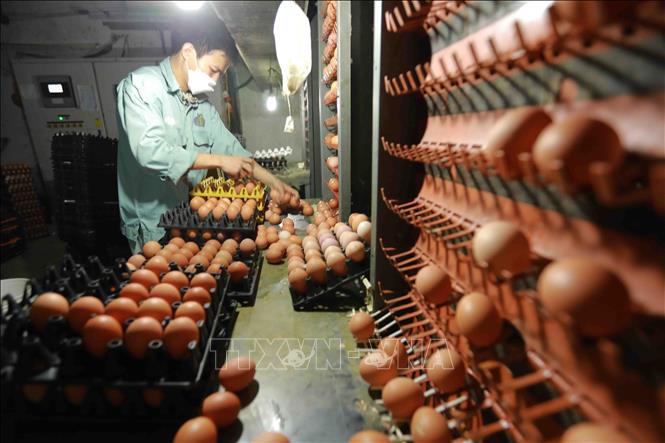 Trang trại chăn nuôi gà đẻ trứng thuộc Công ty TNHH Đầu tư và Phát triển chăn nuôi gia công ở xã Lạc Vệ, huyện Tiên Du, tỉnh Bắc Ninh, thu hoạch khoảng 12 triệu quả trứng gà các loại trong quý 1 năm 2022, đạt doanh thu hơn 70 tỷ đồng. Ảnh: Vũ Sinh – TTXVN