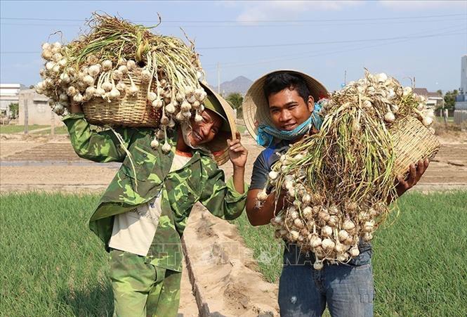 Sản phẩm tỏi Phan Rang của tỉnh Ninh Thuận được Cục Sở hữu trí tuệ (Bộ Khoa học và Công nghệ) cấp văn bằng bảo hộ Nhãn hiệu tập thể. Ảnh: Nguyễn Thành – TTXVN