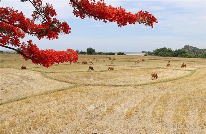 Cảnh đồng quê thanh bình tại Khu dự trữ sinh quyển Núi Chúa, điểm thu hút khách du lịch, các nhà khoa học tới tham quan, nghiên cứu, đặc biệt là những người yêu thiên nhiên muốn khám phá những bí ẩn của hệ sinh thái khô hạn đặc trưng nhất ở Việt Nam. Ảnh: Nguyễn Thành – TTXVN