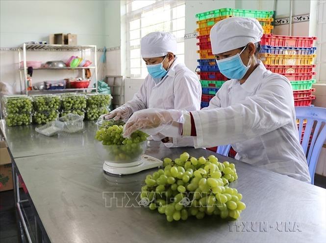Sản phẩm nho xanh tại Công ty TNHH Sản xuất và Thương mại nông sản Thái Thuận – Ninh Thuận (xã Nhơn Sơn, huyện Ninh Sơn) đã được đưa lên sàn giao dịch thương mại điện tử. Ảnh: Nguyễn Thành – TTXVN