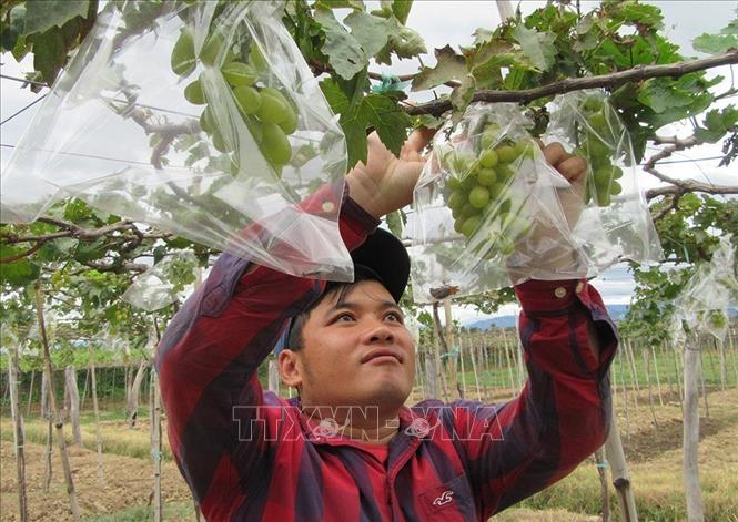 Qua các lớp đào nghề nông nghiệp, người dân xã Phước Thuận, huyện Ninh Phước tích cực áp dụng kỹ thuật bao chùm quả nho hạn chế sâu bệnh gây hại và những bất lợi của thời tiết. Ảnh: TTXVN