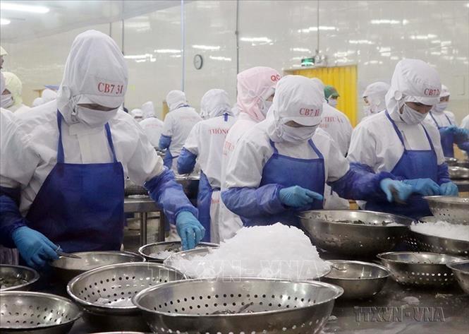 Đáng chú ý, giai đoạn 2011 đến 2020 là chặng đường Ninh Thuận nâng tầm vị thế, phát triển toàn diện theo hướng nhanh và bền vững. Trong ảnh: Chế biến tôm đông lạnh xuất khẩu sang thị trường Châu Âu theo Hiệp định EVFTA tại nhà máy của Công ty TNHH Thông Thuận trong Khu công nghiệp Thành Hải, thành phố Phan Rang - Tháp Chàm. Ảnh: Công Thử - TTXVN