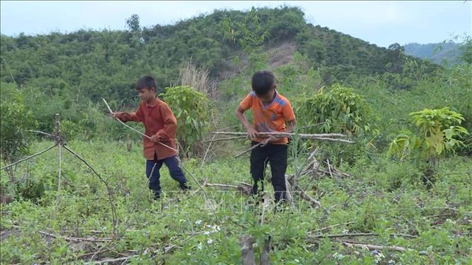 Trong ảnh: Để chuẩn bị cho bữa cơm tối, các em tất bật đi nhặt củi, xách nước, nấu cơm...Ảnh: TTXVN phát