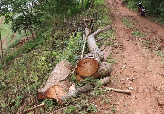 Trong ảnh: Thân cây to bị cưa thành nhiều khúc nằm bên cạnh con đường đi quanh hồ Nậm Khẩu Hu. Ảnh: Xuân Tiến-  TTXVN 