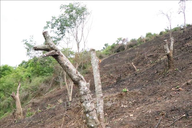 Trong ảnh: Cây tái sinh trên những đỉnh đồi gần hồ chứa nước Nậm Khẩu Hu bị người dân chặt hạ để lấy đất làm nương rẫy. Ảnh: Xuân Tiến – TTXVN 

