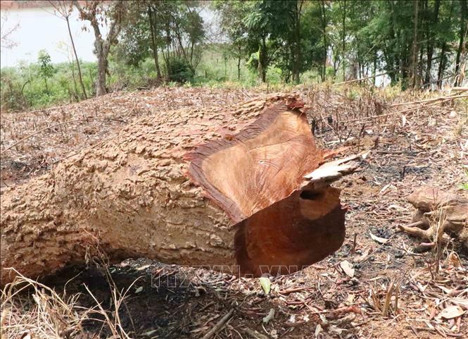 Trong ảnh: Thân cây có chu vi khoảng một người ôm bị cưa hạ còn nằm tại hiện trường trên đường men theo lòng hồ Nậm Khẩu Hu. Ảnh: Xuân Tiến – TTXVN 
