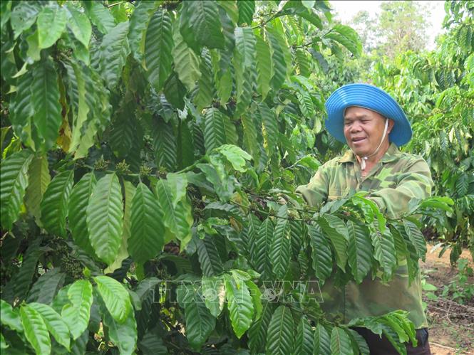 Gia đình ông A Pái (thôn Đăk Rao lớn, thị trấn Đăk Tô) với vườn cà phê 1,2 ha, cùng 6 ha cao su, mang về thu nhập từ 500 – 700 triệu đồng/năm. Ảnh: Dư Toán – TTXVN.