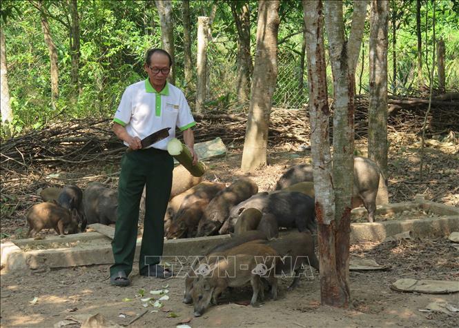 Ông Phạm Văn Tinh (thôn 5, xã Tân Cảnh) với trại chăn nuôi 70 con lợn rừng, mang về khoản lợi nhuận từ 250 – 300 triệu đồng/năm. Ảnh: Dư Toán – TTXVN