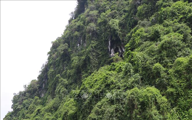 Chùa nằm trong hang ở lưng chừng núi Thâm Then, vùng bán ngập hồ Thác Bà. Ảnh: Đức Tưởng - TTXVN
