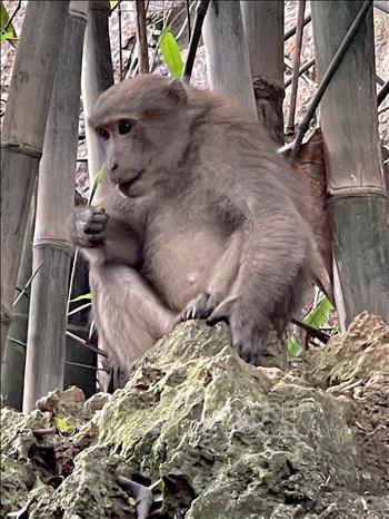 Hãy tìm hiểu về việc bảo vệ quần thể khỉ vàng và con người sẽ có sự đồng cảm hơn với động vật. Hãy chiêm ngưỡng ảnh chụp tuyệt đẹp này để cảm nhận được sự đặc biệt của những sinh vật quý hiếm này.