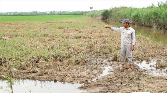 Hơn 2ha lúa Đông-Xuân 2021-2022 của gia đình ông Nguyễn Văn Thông ở xã Hồng Thủy, huyện Lệ Thủy, tỉnh Quảng Bình bị ảnh hưởng và thiệt hại nặng sau trận lũ trái mùa. Ảnh: Võ Dung - TTXVN